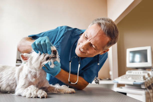 Best Weekend Emergency Dental Services in Crest Hl, IL